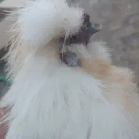 خروس ابریشمی