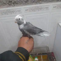 عروس گم شده