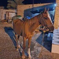 اسب گم شده