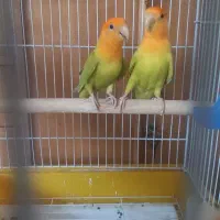 کوتوه لاوبرد اوپال سر نارنجی