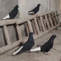 جفت زاغ دمسفید شرط