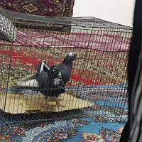 نرماده پلنگ خوشگل خوش سو