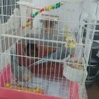 فروش جفت عروس هلندی خاص و باهوش