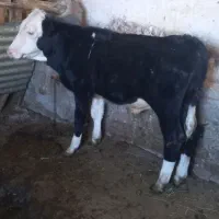 گوساله نر