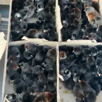 جوجه مشکی بلک پا سیاه