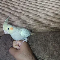 پرنده|پرنده|بم, |دیوار