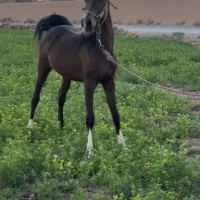 شکوه نجابت در قامت اسب//کره نریان و مادیان