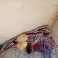 جوجه پاپر مرغ خروس تخم میزارن