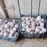 سیر قرمز درشت(موقیعت درگز)