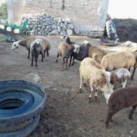 گوسفند|حیوانات مزرعه|اردبیل, |دیوار