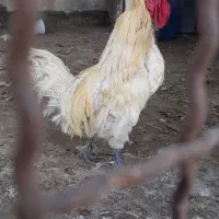 خروس|حیوانات مزرعه|مشهد, کوشش|دیوار
