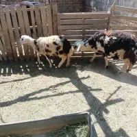 بره نر