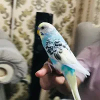 جفت مرغ عشق و فنچ جاوا نرگسی