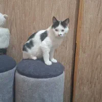 واگذاری گربه ماده