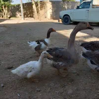 غاز اکراینی