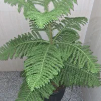 اجاره غرفه ۱۹ متری تجاری  در قلب جزیره کیش