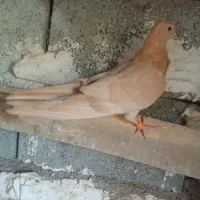 کفتر لیمویی