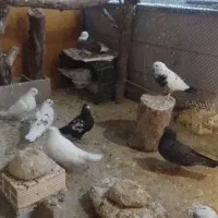 کبوتر کفتر پرشی