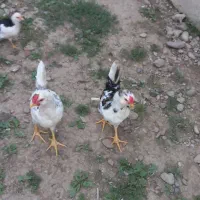 تخم مرغ گلین لری