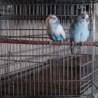 مرغ عشق|پرنده|رباط‌کریم, وهن آباد|دیوار