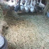 باسلام فروش ۱۴قطعه غاز محلی اصیل کرچ شو