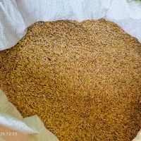 چلتوک کیلو ۲۷۰