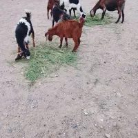 گوسفند مری