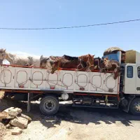 اسب