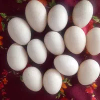 تخم اردک مفت