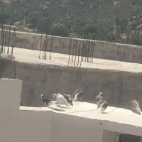 کبوتر|پرنده|لردگان, |دیوار