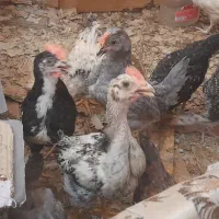 جوجه مرغ و بوقلمون و بلدرچین۵۰ روزه