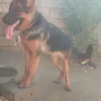 ژرمن ماده اصیل.. 10ت