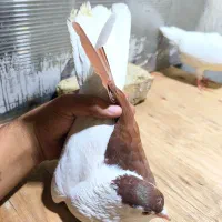کفتر      کرباتی       چپ افغون     ساده هفترنگ