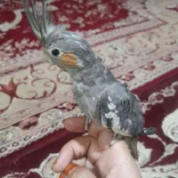 دو عدد عروس هلندی ماده