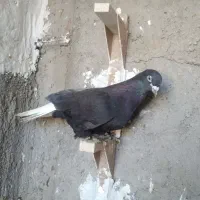 ۴عدد کفتر نر سوراخ