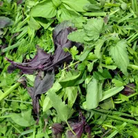 سبزی خوردن محلی  خیلی تردوخوشمزه