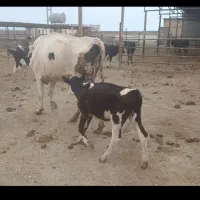 گاو جوان شکم دوم با گوساله سیمینتال ماده