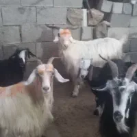 بز با بیگ داشتی