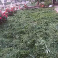 علف.زنی.سمپاشی.باغبانی