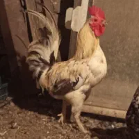 خروس‌ گلین‌ لری