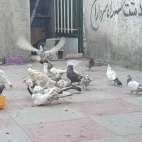 کفترکبوتر