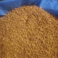 گندم پیشگام