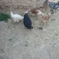8 تا مرغ تخم گذاری