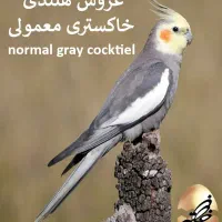 عروس هلندی سیامون گمشده