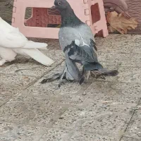 گو مایا فروشی