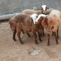 بره نر