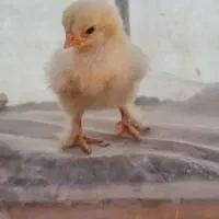 تخم‌ مرغ محلی
