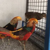 تخم نطفه دار ویاندوت و گلین و طاووس بلژیکی