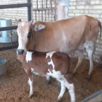 گاو با گوساله نر