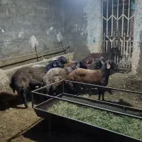 بره نر افشاری